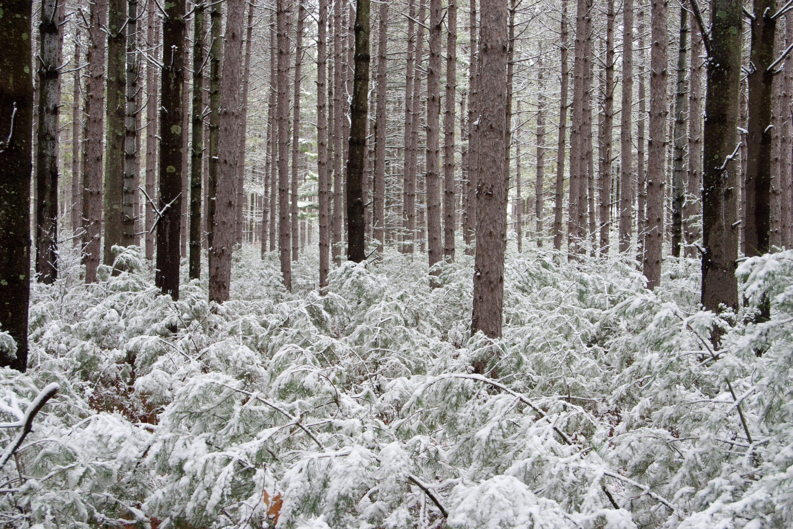 Candlelight Hike, Ski and Snowshoe - February 22, 2025  5-8pm